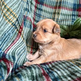 Blondi - Cream female Yorkipoo puppy in Walla Walla, Washington from Linda Sherman