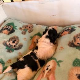 Papa Bear - Black and white male Assorted Doodle Crosses puppy in Mt Pleasant, Texas from Hippdoodranch