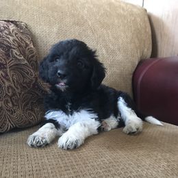 Labradoodle Puppies from Reese Labradoodles