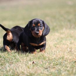 Dachshund Puppies from Mom's Dachshunds