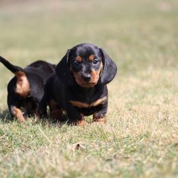 Dachshund Puppies from Mom's Dachshunds