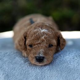 Wasabi - Apricot female Poodle puppy in Los Angeles, California from Exquisite Doodles