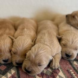 Boy 5 - Golden male Golden Retriever puppy in Hobbs, New Mexico from Goldie Locks Golden Retrievers & Doodles
