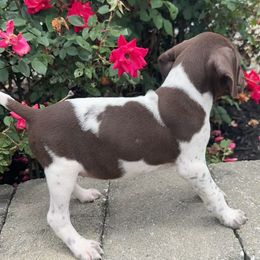 German Shorthaired Pointer Puppies from Mcshorthairs