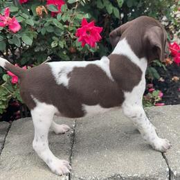 German Shorthaired Pointer Puppies from Mcshorthairs