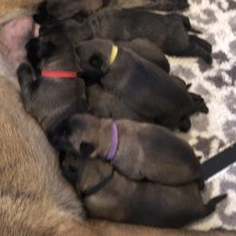 Belgian Malinois Puppies from John Redlinger