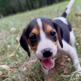 Lime collar - Tri-colored female Treeing Walker Coonhound puppy in Lovelady, Texas from 3 Color Kennel