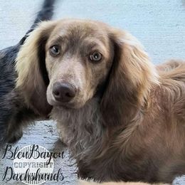 Bruno Mars - Dachshund
