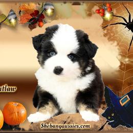 Boy 3 - male Toy Australian Shepherd puppy in Ellsinore, Missouri from Shebang Aussies