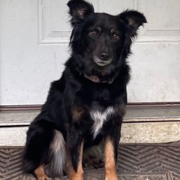Cricket - Australian Shepherd