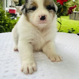Duke - Blue merle male Australian Shepherd puppy in Bunnell, Florida from Royal Biewer and Royal Aussies