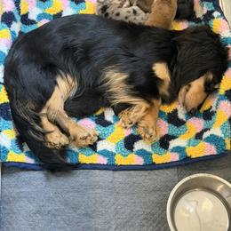 Pinto - Dachshund
