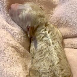 Champ - Red  male Poodle puppy in Akeley, Minnesota from Blessed Acres Miniature Poodles