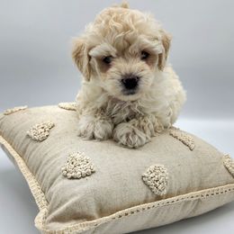 Kobe - White male Havapoo puppy in Salem, Oregon from My Havapoo Puppy