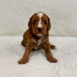 Frosting girl - Red  female Goldendoodle puppy in Rio Linda, California from Plush Doodles