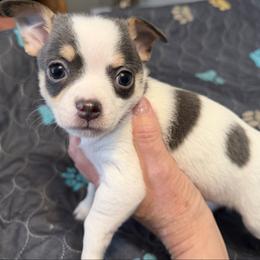 Danny - Blue and white male Chihuahua puppy in Amity, Pennsylvania from Rhoda and Verna