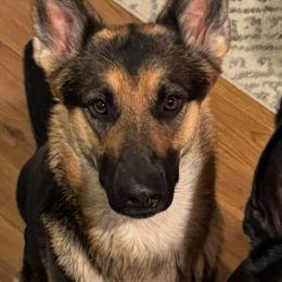 Leia - German Shepherd