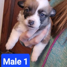 Pembroke Welsh Corgi Puppies from McGraw's Paws 🐾