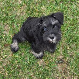 Hershey - Black and silver female Miniature Schnauzer puppy in Rosemount, Minnesota from Weiland's Ruby