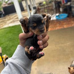 Puppy one - Blue and gold male Yorkshire Terrier puppy in Pomona, California from Carbajal Yorkshire Terriers