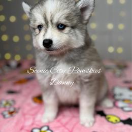 Danny - Silver and white male Pomsky puppy in Rossville, Georgia from Scenic City Pomskies