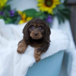 Apricot - Chocolate male Cavapoo puppy in Bellingham, Washington from My Sweet Poodles and Doodles
