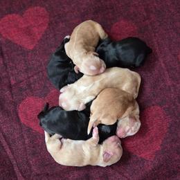 Boy 4 - Black and white male Cocker Spaniel puppy in Marshfield, Wisconsin from Gingerale Cockers and Cockapoos