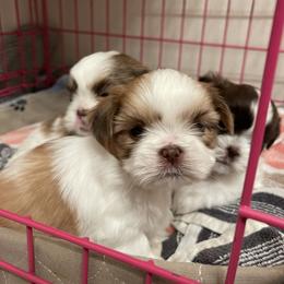 Shih Tzu Puppies from Wood Foo Breeders