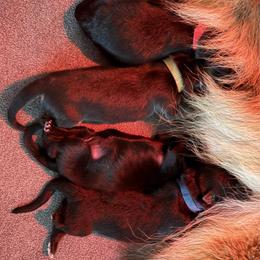 Boy 1 - Black male German Shepherd puppy in Bushnell, Florida from Central Florida Shepherds