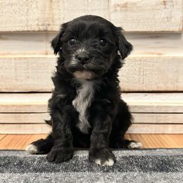 Female 4 - Black female Havapoo puppy in Brooksville, Florida from Kruger Doodles