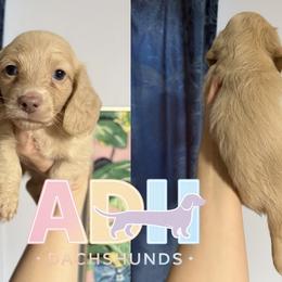 Ollie - Cream male Dachshund puppy in Coatesville, Indiana from ADH Dachshunds