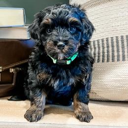 Cedar - Black and tan male Cavapoo puppy in Flagstaff, Arizona from Gunstock Doodles