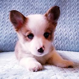 American Corgi and Pembroke Welsh Corgi Puppies from Whimsical Treasure Corgis