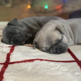 French Bulldog Puppies from 1011 French Bulldogs
