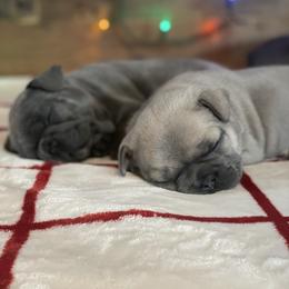 French Bulldog Puppies from 1011 French Bulldogs