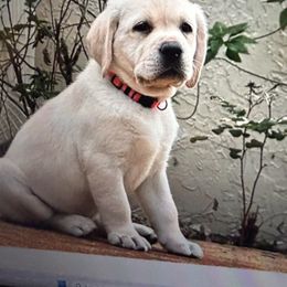 Labrador Retriever Puppies from Flashylabs  AKC GR CHAMPION SIRED