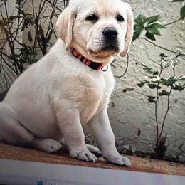 Labrador Retriever Puppies from Flashylabs  AKC GR CHAMPION SIRED