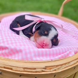 Autumn - Tri-color female Bernedoodle puppy in Russell Springs, Kentucky from 270 Doodles