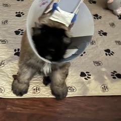 Bouvier des Flandres Puppies from SLR Kennels