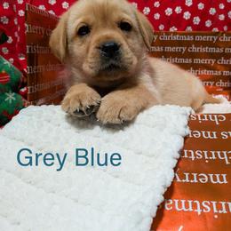 Blue grey - Yellow male Labrador Retriever puppy in Parma, Idaho from Campbell Valley Labradors