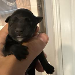 Girl 1 - Black female Miniature Schnauzer puppy in Upland, California from Rising Minis of Upland