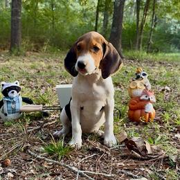 Venus - Tri-colored female Treeing Walker Coonhound puppy in Lovelady, Texas from 3 Color Kennel