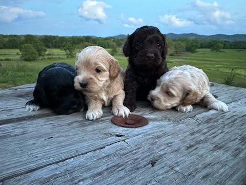 Ouachita River Cockapoos in Arkansas | Cockapoo puppies | Good Dog