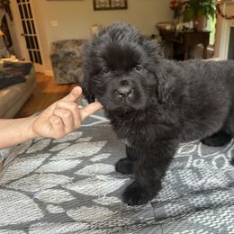 Puppy girl pink black collar - Black female Newfoundland puppy in St Cloud, Minnesota from BurningEmbers
