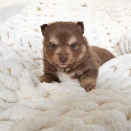 Sake - Chocolate male Pomsky puppy in Orange County, California from Pomsky Playpen