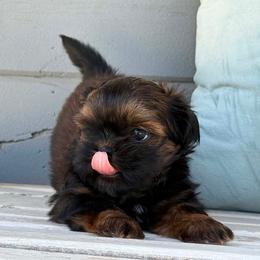 Boy 2 - Red male Shih Tzu puppy in Calimesa, California from Little Mountain’s Shih Tzus