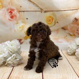 Poodle Puppies from Cuddles n Curls