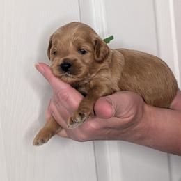 Green Boy - straight-coated apricot - Red male Whoodle puppy in Kalispell, Montana from Countryman Whoodles