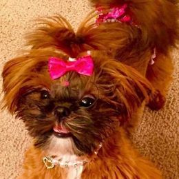 Penny - Shih Tzu