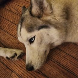 Siberian Husky Puppies from Harrington's Huskies